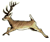leaping deer image